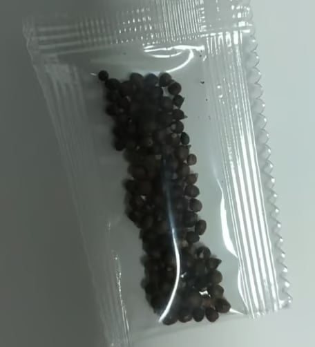 🎁2026 Special Offer🌾Perennial Coleus Ornamental Grass Seeds🌱