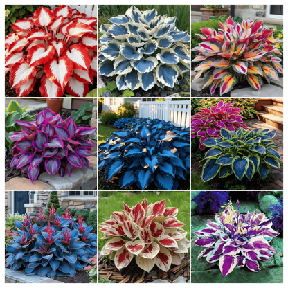 🎁2026 Special Offer🌾Perennial Coleus Ornamental Grass Seeds🌱