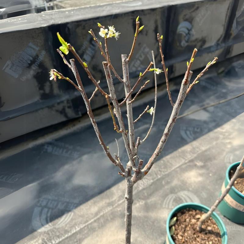 ✨Sweet Cherry Seeds – High Germination Rate, Large-Fruited Variety, Perfect for Gardens & Containers