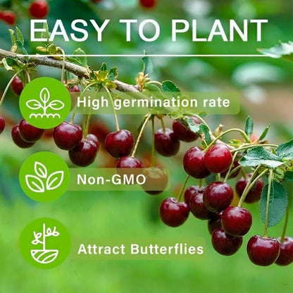 ✨Sweet Cherry Seeds – High Germination Rate, Large-Fruited Variety, Perfect for Gardens & Containers