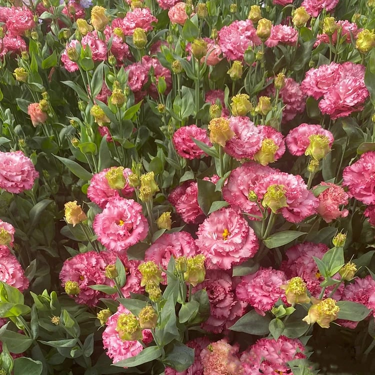 🔥🌺Low-maintenance Eustoma Flower Seeds🌈