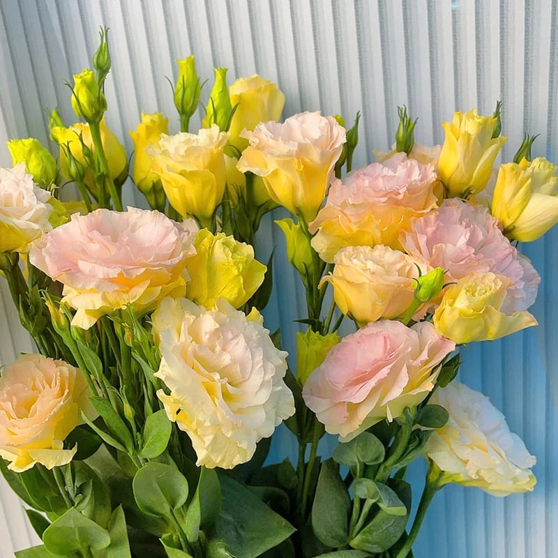 🔥🌺Low-maintenance Eustoma Flower Seeds🌈