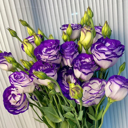 🔥🌺Low-maintenance Eustoma Flower Seeds🌈