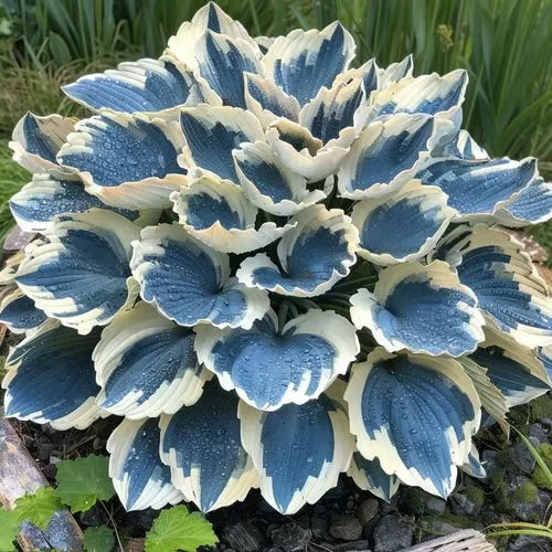 🎁2026 Special Offer🌾Perennial Coleus Ornamental Grass Seeds🌱