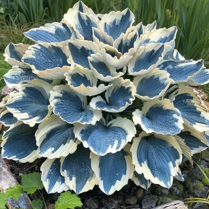 🎁2026 Special Offer🌾Perennial Coleus Ornamental Grass Seeds🌱