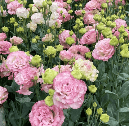 🔥🌺Low-maintenance Eustoma Flower Seeds🌈