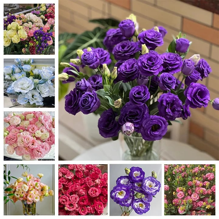 🔥🌺Low-maintenance Eustoma Flower Seeds🌈
