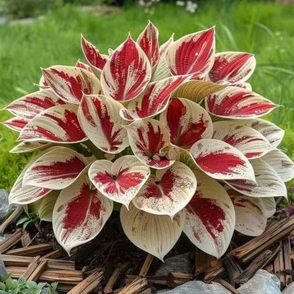🎁2026 Special Offer🌾Perennial Coleus Ornamental Grass Seeds🌱