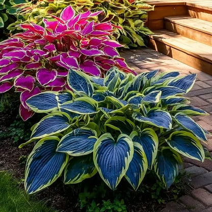 🎁2026 Special Offer🌾Perennial Coleus Ornamental Grass Seeds🌱