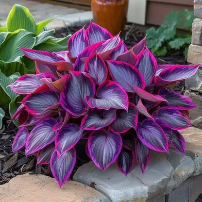 🎁2026 Special Offer🌾Perennial Coleus Ornamental Grass Seeds🌱