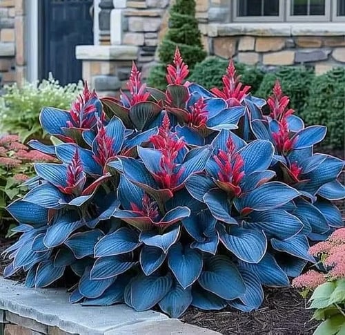 🎁2026 Special Offer🌾Perennial Coleus Ornamental Grass Seeds🌱