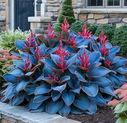 🎁2026 Special Offer🌾Perennial Coleus Ornamental Grass Seeds🌱