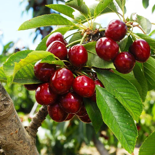 ✨Sweet Cherry Seeds – High Germination Rate, Large-Fruited Variety, Perfect for Gardens & Containers