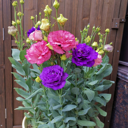 🔥🌺Low-maintenance Eustoma Flower Seeds🌈