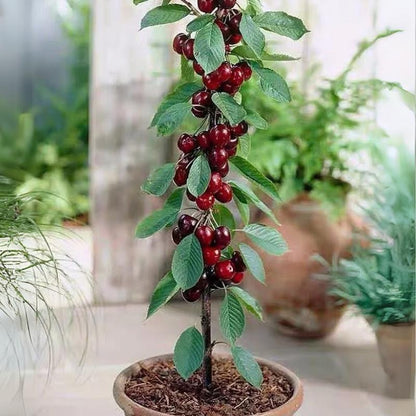 ✨Sweet Cherry Seeds – High Germination Rate, Large-Fruited Variety, Perfect for Gardens & Containers
