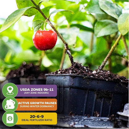 ✨Sweet Cherry Seeds – High Germination Rate, Large-Fruited Variety, Perfect for Gardens & Containers