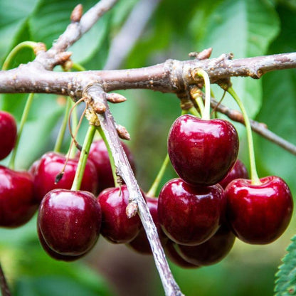 ✨Sweet Cherry Seeds – High Germination Rate, Large-Fruited Variety, Perfect for Gardens & Containers